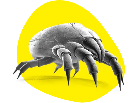 El problema de los ácaros